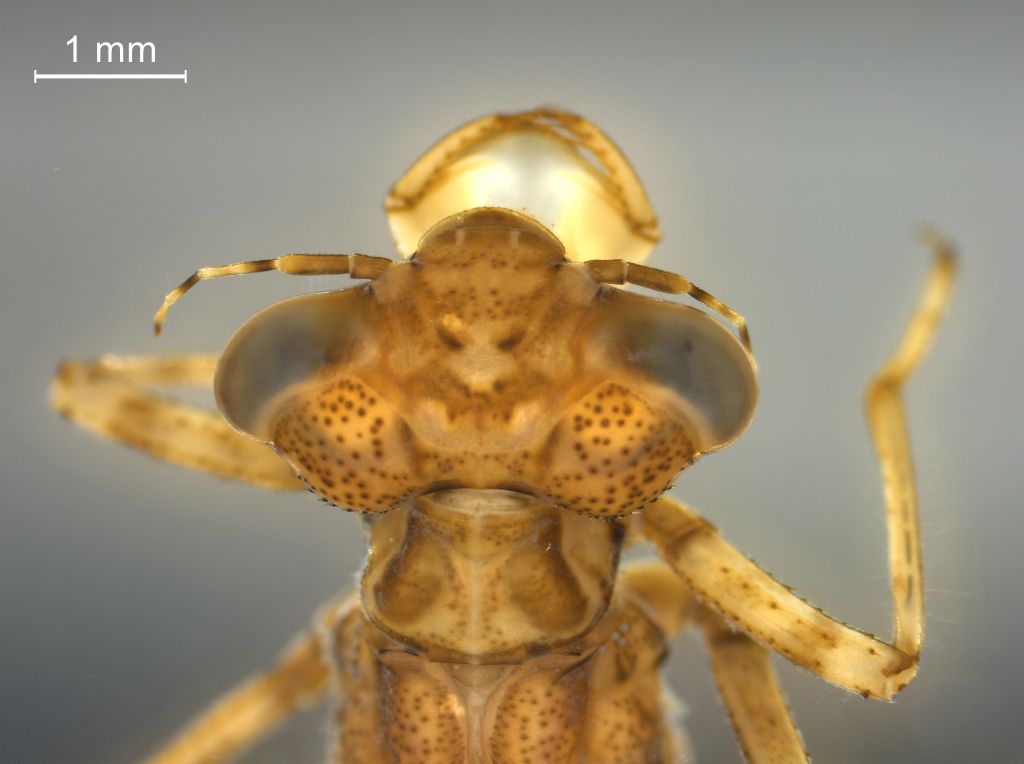 Coenagrion lunulatum